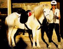 John and Remington, Icelandic Horse